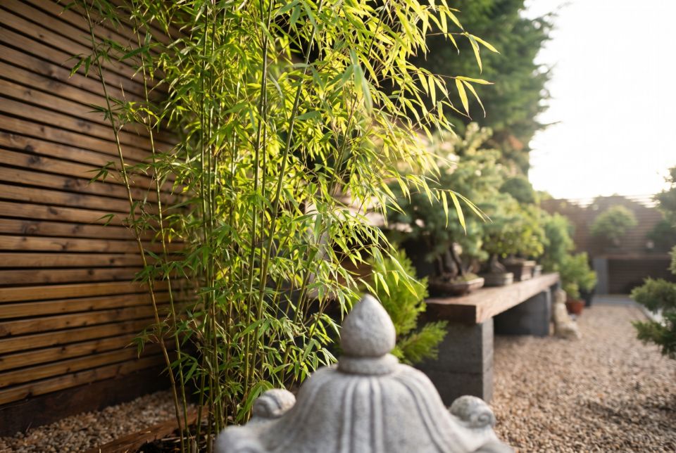 Looking up through the culms of a young bamboo at Bamsai into its canopy